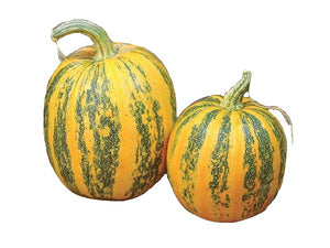 Organic RAW Styrian pumpkin seeds